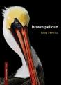 Brown Pelican - Preview