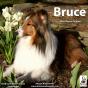 Bruce - Preview