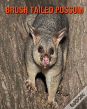 Capa do artigo Brush Tailed Possum
