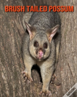 Capa do artigo Brush Tailed Possum