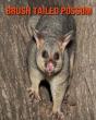 Brush Tailed Possum - Preview