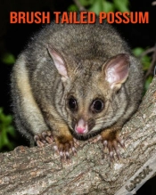 Capa do artigo Brush Tailed Possum