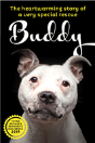 Buddy - Preview