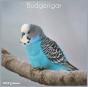 Budgerigar 2022 Calendar - Preview