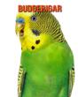Budgerigar - Preview