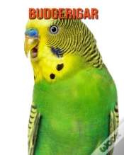 Capa do artigo Budgerigar