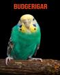 Budgerigar - Preview