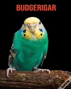 Capa do artigo Budgerigar