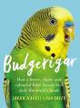 Budgerigar - Preview