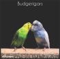 Budgerigars 2022 Calendar - Preview