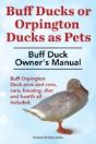 Buff Ducks Or Buff Orpington Ducks As Pe - Preview