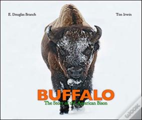 Buffalo