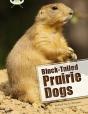 Bug Club Independent Non Fiction Year Two White B Black-Tailed Prairie Dogs - Preview