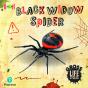 Bug Club Reading Corner: Age 5-7: Gross Lifecycles: Black Widow Spider - Preview