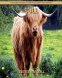 Bull - Preview