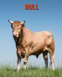 Bull - Preview