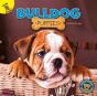 Bulldog Puppies - Preview
