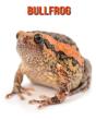 Bullfrog - Preview