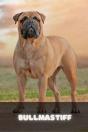 Bullmastiff - Preview