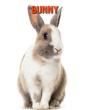 Bunny - Preview