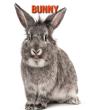 Bunny - Preview
