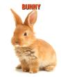 Bunny - Preview