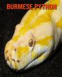 Burmese Python - Preview