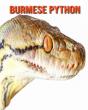 Burmese Python - Preview