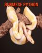 Burmese Python - Preview