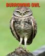 Burrowing Owl - Preview