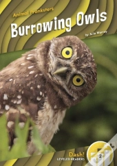 Burrowing Owls