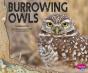 Burrowing Owls - Preview