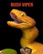 Bush Viper - Preview