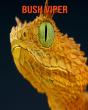 Bush Viper - Preview