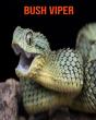 Bush Viper - Preview
