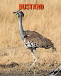 Capa do artigo Bustard