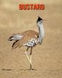 Bustard - Preview