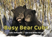 Capa do artigo Busy Bear Cubs