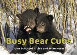 Capa do artigo Busy Bear Cubs