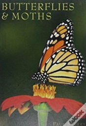 Capa do artigo Butterflies & Moths