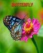 Butterfly - Preview