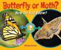 Butterfly Or Moth? - Preview