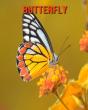 Butterfly - Preview