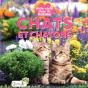 Cache-Cache Dans La Nature : Chats Et Chatons - Preview