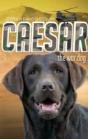 Caesar The War Dog - Preview