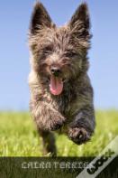 Cairn Terrier