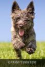 Cairn Terrier - Preview