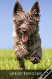 Capa do artigo Cairn Terrier