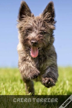 Capa do artigo Cairn Terrier