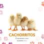 Calendario Cachorritos 2027 - Preview
